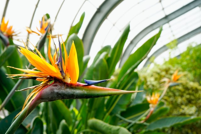 bunga pokokskybird
