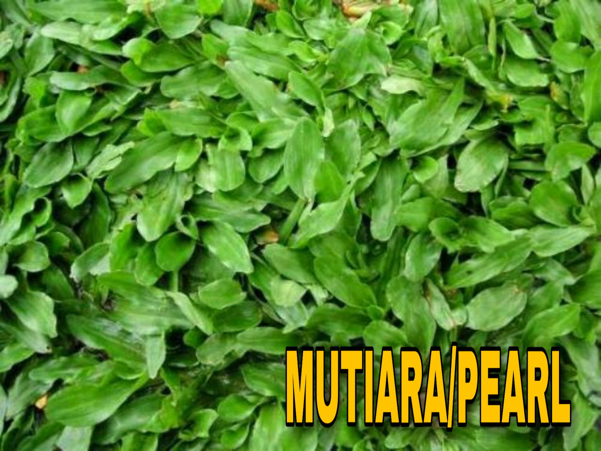 Jenis Rumput Karpet Mutiara